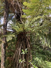 Cyathea smithii