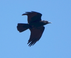 Corvus tasmanicus