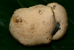 Trichoderma peltatum