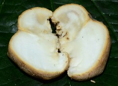 Trichoderma peltatum