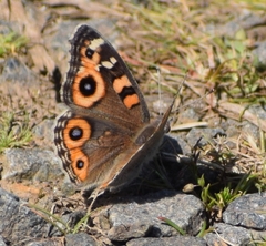 Junonia villida
