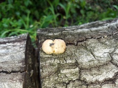 Trichoderma peltatum