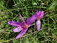 Colchicum autumnale