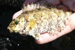 Siganus spinus