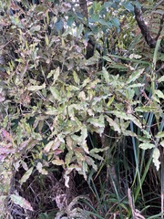 Quintinia serrata