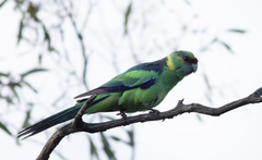 Barnardius zonarius