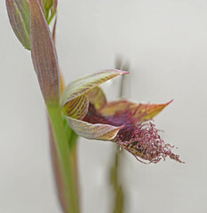 Calochilus uliginosus