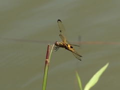 Rhyothemis phyllis