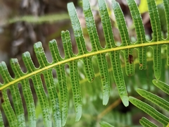 Gleicheniaceae