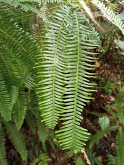 Gleicheniaceae