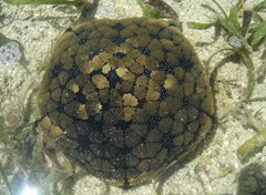 Culcita novaeguineae