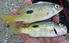 Lutjanus fulviflamma