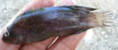Pseudochromis