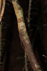 Phricta spinosa