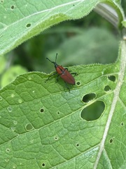Rhodobaenus sanguineus