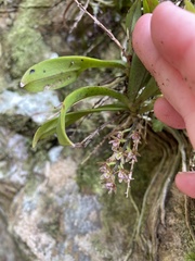 Drymoanthus adversus
