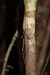 Phricta spinosa