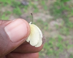 Eurema brigitta