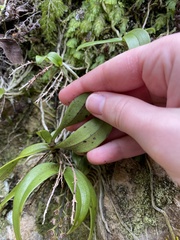 Drymoanthus adversus