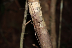 Phricta spinosa