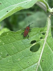 Rhodobaenus sanguineus