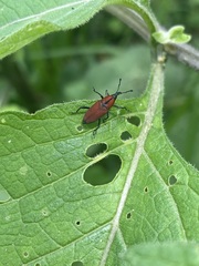 Rhodobaenus sanguineus