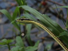 Dendrelaphis pictus