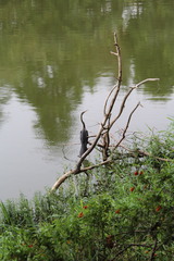 Anhinga melanogaster