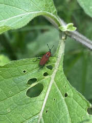 Rhodobaenus sanguineus