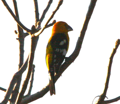 Pheucticus chrysopeplus