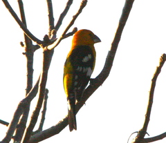 Pheucticus chrysopeplus