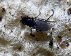 Limosininae