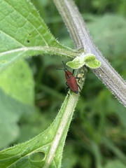 Rhodobaenus sanguineus