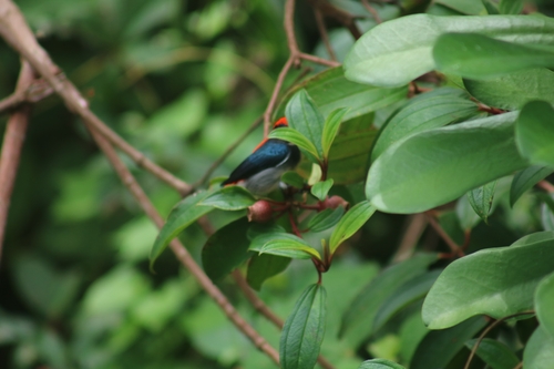 Scarlet-backed Flowerpecker