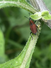 Rhodobaenus sanguineus