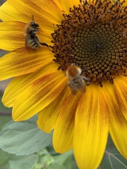 Tarentola mauritanica