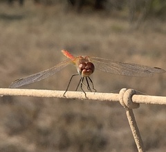 Tarentola mauritanica