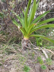 Crinum pedunculatum