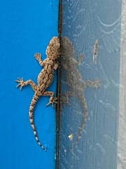 Tarentola mauritanica