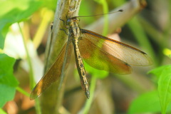 Acheron longus