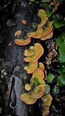 Fungi