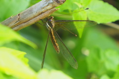 Acheron longus