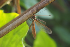 Acheron longus