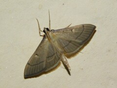Bradina admixtalis