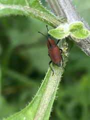 Rhodobaenus sanguineus