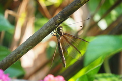 Acheron longus