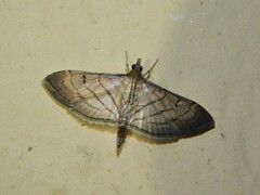 Marasmia trapezalis