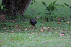 Megapodius reinwardt
