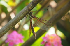Acheron longus