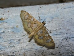 Nausinoe quadrinalis